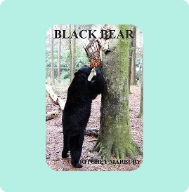 A black bear climbing a tree in a forest.