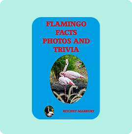 A vibrant book cover about flamingo facts, photos, and trivia with colorful flamingo images.