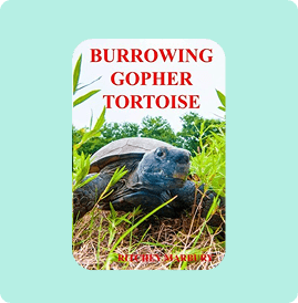 A burrowing gopher tortoise emerging from its sandy burrow.